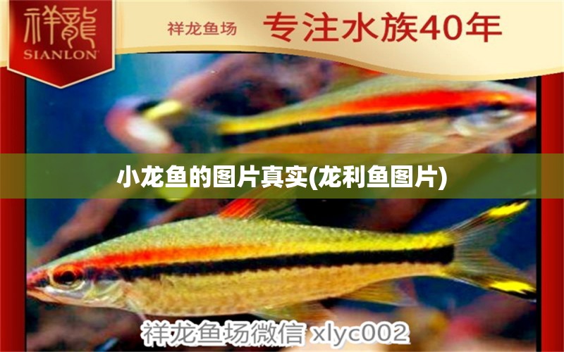 小龍魚(yú)的圖片真實(shí)(龍利魚(yú)圖片) 魚(yú)缸清潔用具