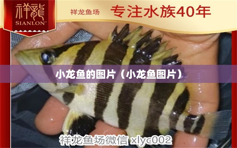 小龍魚的圖片（小龍魚圖片） 祥龍水族醫(yī)院