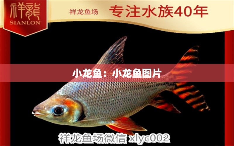 小龍魚：小龍魚圖片