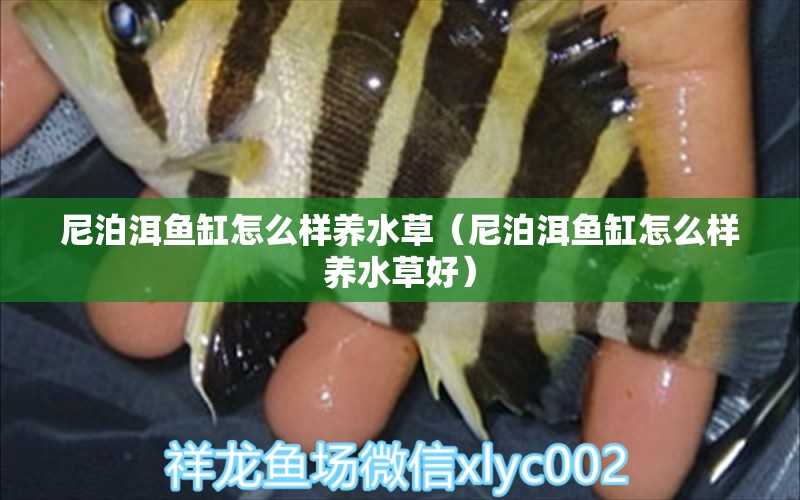 尼泊洱魚(yú)缸怎么樣養(yǎng)水草（尼泊洱魚(yú)缸怎么樣養(yǎng)水草好） 水草