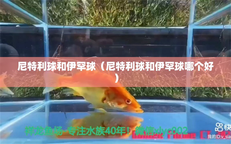 尼特利球和伊罕球（尼特利球和伊罕球哪個好）