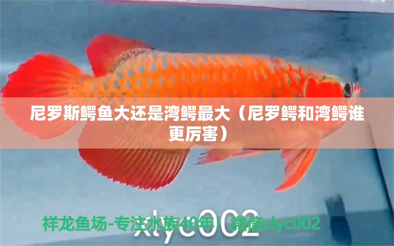 尼羅斯鱷魚大還是灣鱷最大（尼羅鱷和灣鱷誰更厲害） 肥料 第1張