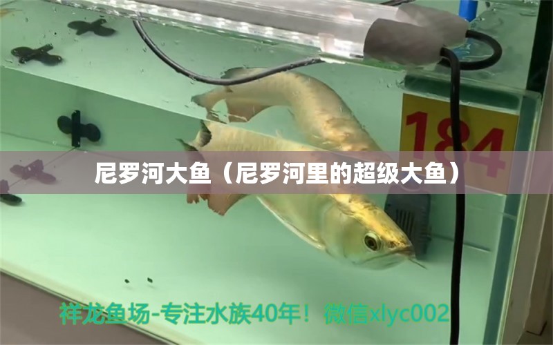 尼羅河大魚（尼羅河里的超級大魚） 廣州龍魚批發(fā)市場