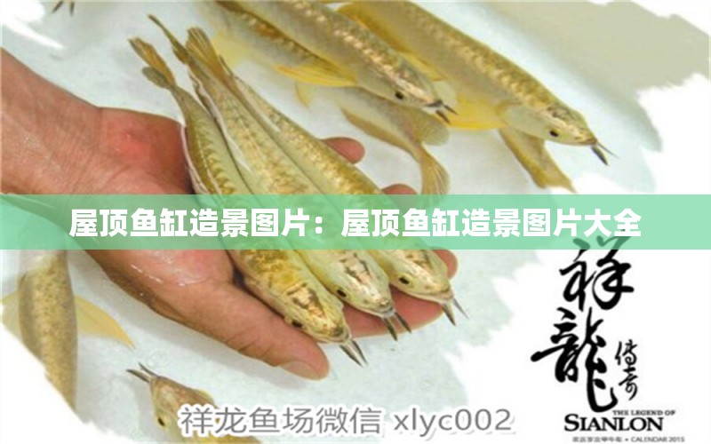 屋頂魚缸造景圖片：屋頂魚缸造景圖片大全