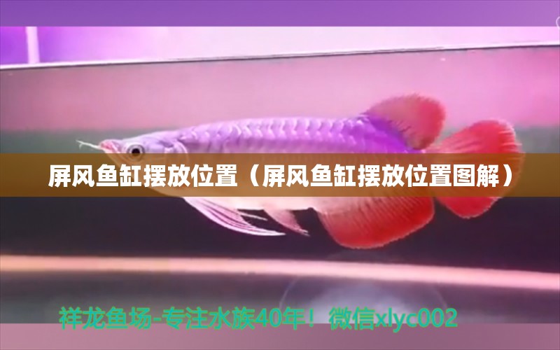 屏風(fēng)魚(yú)缸擺放位置（屏風(fēng)魚(yú)缸擺放位置圖解）