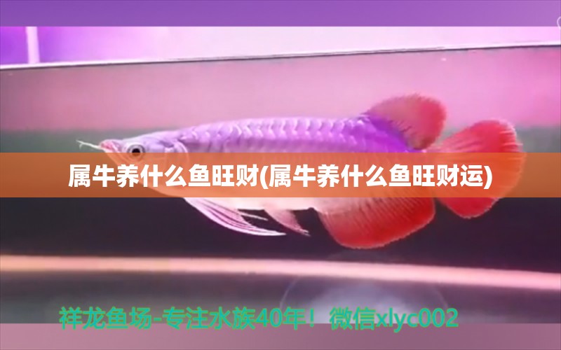 屬牛養(yǎng)什么魚旺財(屬牛養(yǎng)什么魚旺財運) 元寶鳳凰魚專用魚糧