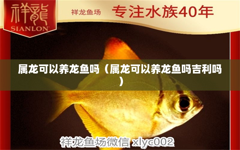 屬龍可以養(yǎng)龍魚嗎（屬龍可以養(yǎng)龍魚嗎吉利嗎） 廣州龍魚批發(fā)市場