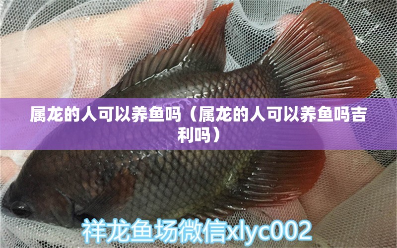 屬龍的人可以養(yǎng)魚嗎（屬龍的人可以養(yǎng)魚嗎吉利嗎）