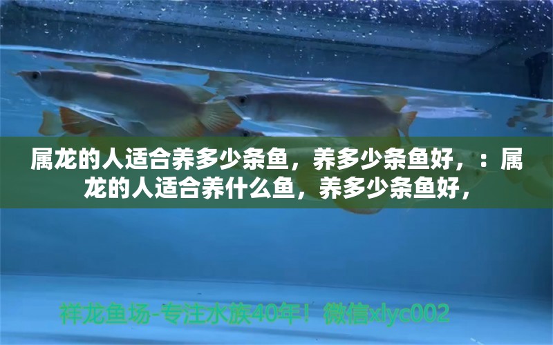 屬龍的人適合養(yǎng)多少條魚，養(yǎng)多少條魚好，：屬龍的人適合養(yǎng)什么魚，養(yǎng)多少條魚好， 龍魚百科 第2張