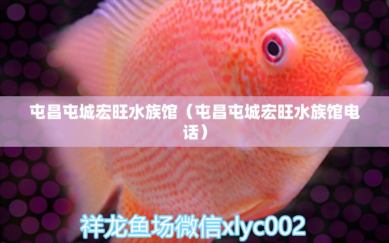 屯昌屯城宏旺水族館（屯昌屯城宏旺水族館電話）