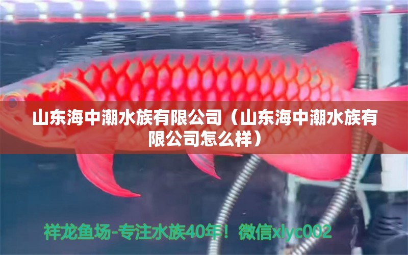 山東海中潮水族有限公司（山東海中潮水族有限公司怎么樣）