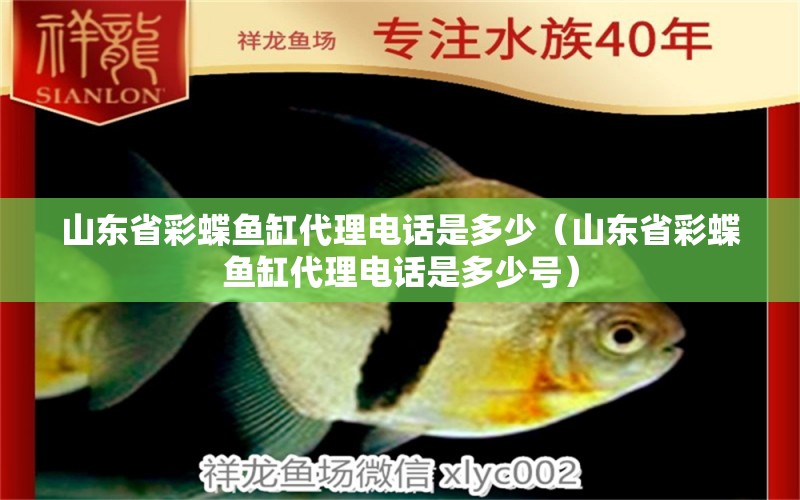 山東省彩蝶魚(yú)缸代理電話(huà)是多少（山東省彩蝶魚(yú)缸代理電話(huà)是多少號(hào)）