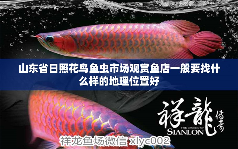 山東省日照花鳥(niǎo)魚(yú)蟲(chóng)市場(chǎng)觀賞魚(yú)店一般要找什么樣的地理位置好