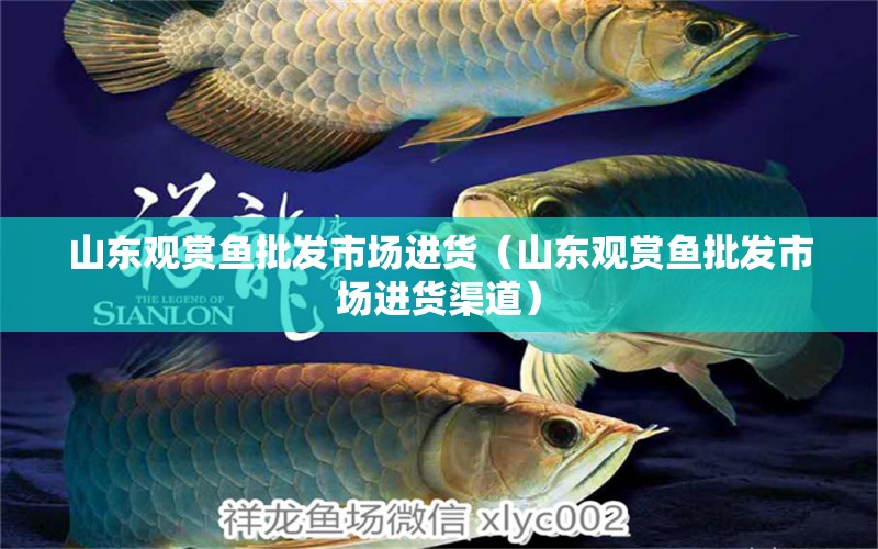 山東觀賞魚批發(fā)市場進(jìn)貨（山東觀賞魚批發(fā)市場進(jìn)貨渠道）