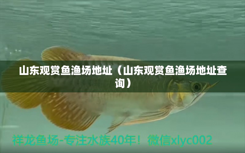 山東觀賞魚漁場(chǎng)地址（山東觀賞魚漁場(chǎng)地址查詢）