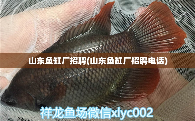 山東魚缸廠招聘(山東魚缸廠招聘電話) 和尚魚