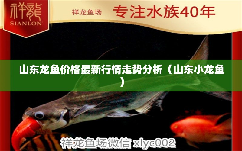 山東龍魚價(jià)格最新行情走勢(shì)分析（山東小龍魚）