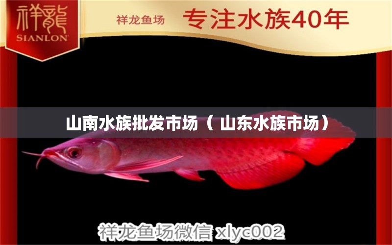 山南水族批發(fā)市場(chǎng)（ 山東水族市場(chǎng)） 大白鯊魚苗 第1張