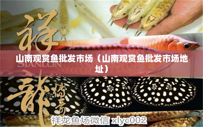 山南觀賞魚(yú)批發(fā)市場(chǎng)（山南觀賞魚(yú)批發(fā)市場(chǎng)地址） 觀賞魚(yú)批發(fā)