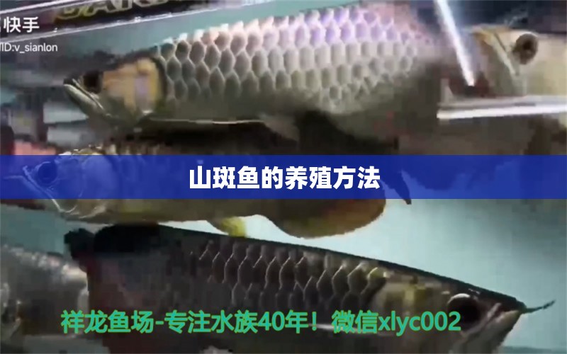 山斑魚的養(yǎng)殖方法 觀賞魚飼料