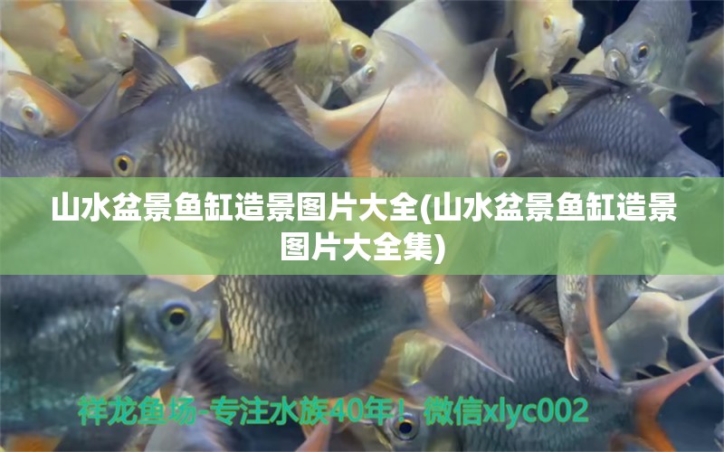 山水盆景魚缸造景圖片大全(山水盆景魚缸造景圖片大全集) 九鼎魚缸