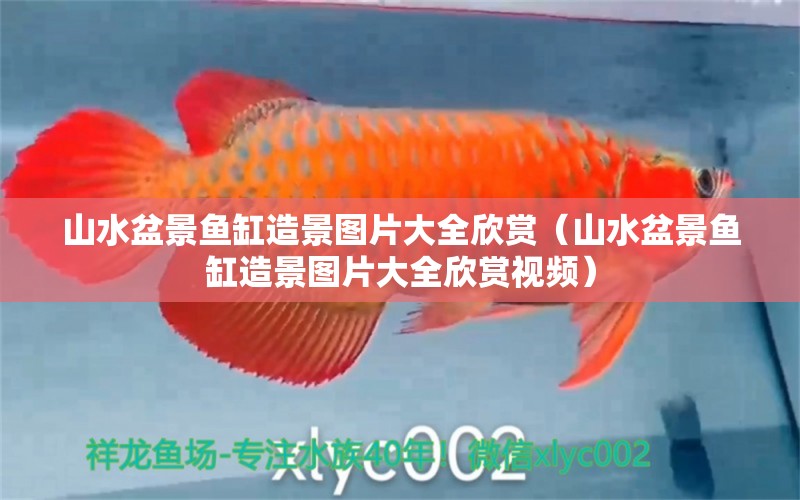 山水盆景魚缸造景圖片大全欣賞（山水盆景魚缸造景圖片大全欣賞視頻）