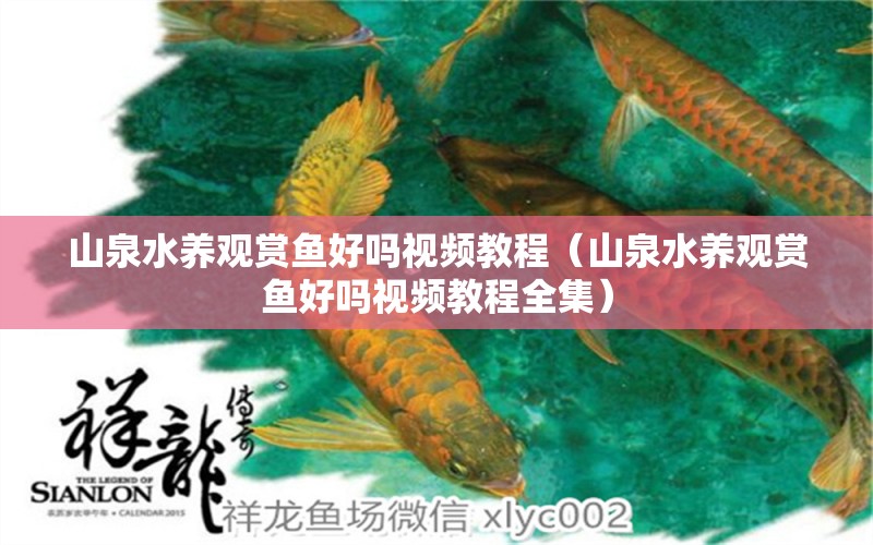 山泉水養(yǎng)觀賞魚好嗎視頻教程（山泉水養(yǎng)觀賞魚好嗎視頻教程全集） 祥龍水族醫(yī)院