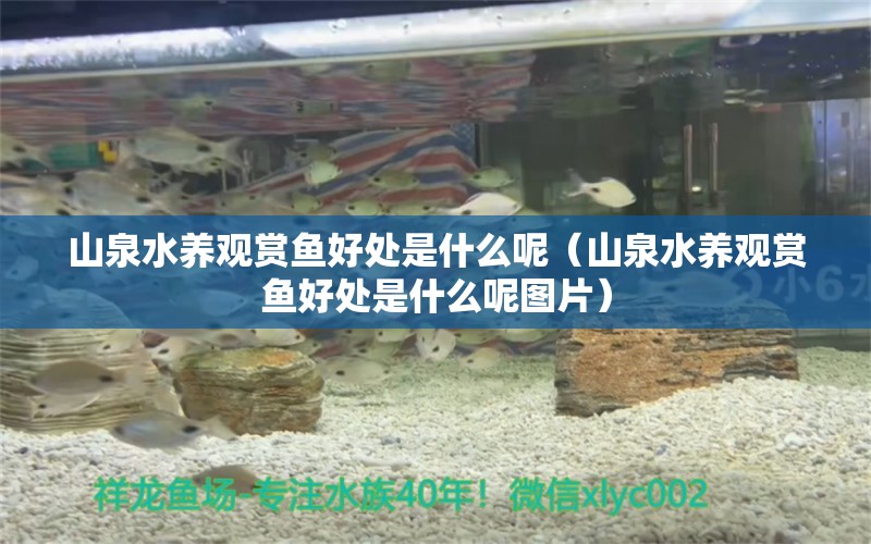 山泉水養(yǎng)觀賞魚好處是什么呢（山泉水養(yǎng)觀賞魚好處是什么呢圖片） 祥龍水族醫(yī)院