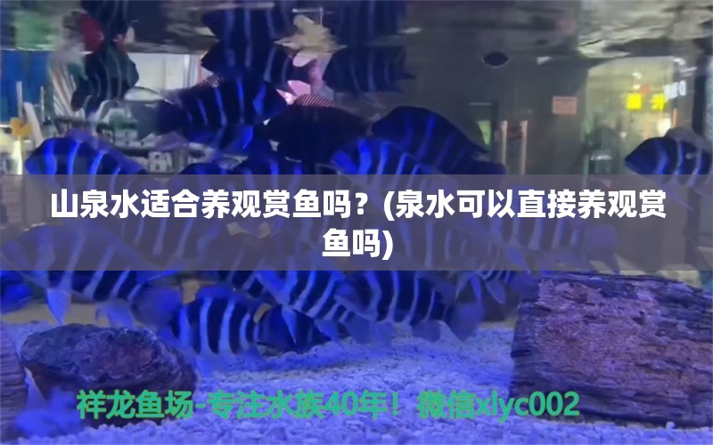 山泉水適合養(yǎng)觀賞魚嗎？(泉水可以直接養(yǎng)觀賞魚嗎) 銀龍魚