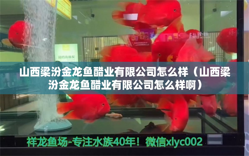 山西梁汾金龍魚醋業(yè)有限公司怎么樣（山西梁汾金龍魚醋業(yè)有限公司怎么樣啊）