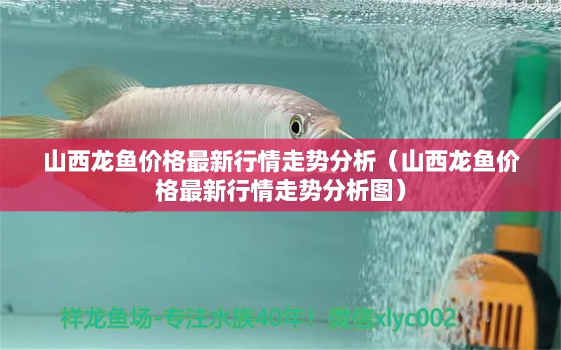 山西龍魚價格最新行情走勢分析（山西龍魚價格最新行情走勢分析圖）