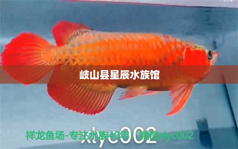 岐山縣星辰水族館