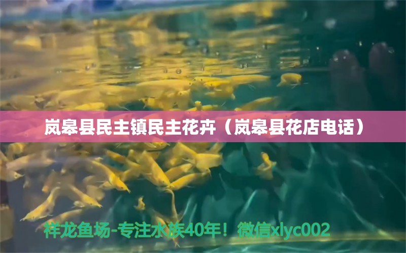 嵐皋縣民主鎮(zhèn)民主花卉（嵐皋縣花店電話）