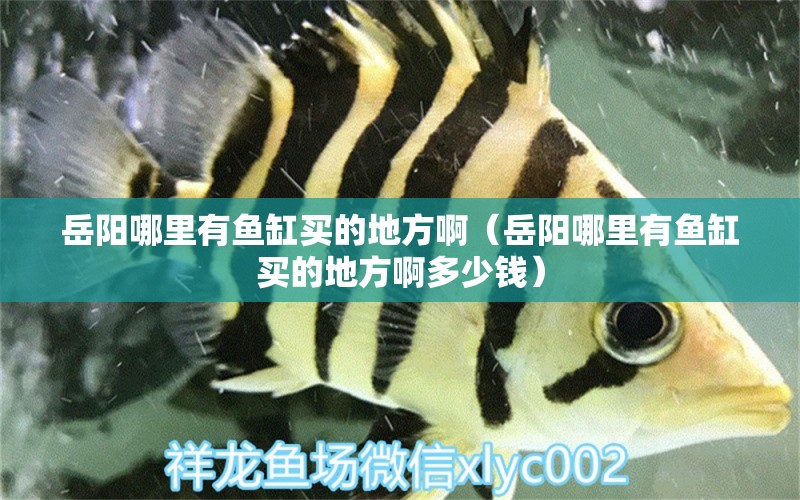 岳陽哪里有魚缸買的地方?。ㄔ狸柲睦镉恤~缸買的地方啊多少錢）