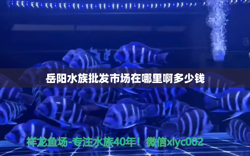 岳陽水族批發(fā)市場在哪里啊多少錢