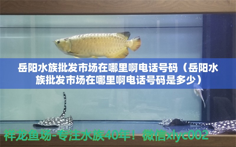 岳陽水族批發(fā)市場(chǎng)在哪里啊電話號(hào)碼（岳陽水族批發(fā)市場(chǎng)在哪里啊電話號(hào)碼是多少）