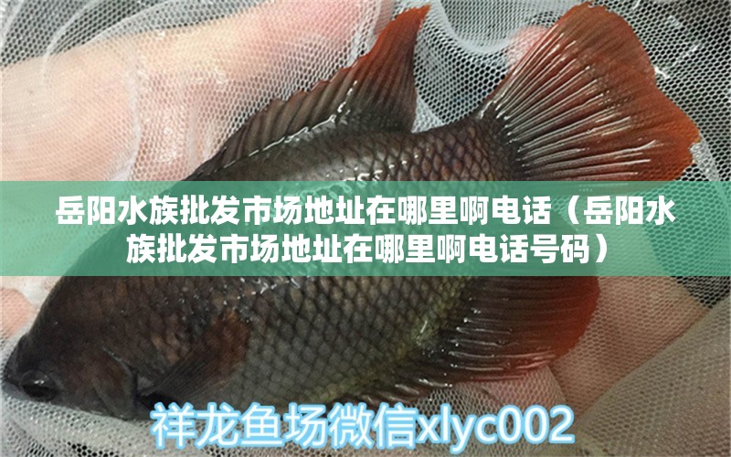 岳陽水族批發(fā)市場地址在哪里啊電話（岳陽水族批發(fā)市場地址在哪里啊電話號碼）