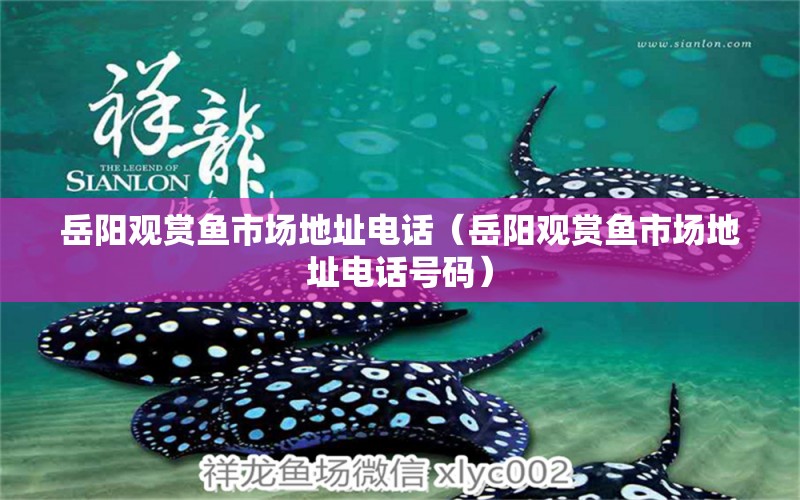 岳陽(yáng)觀賞魚市場(chǎng)地址電話（岳陽(yáng)觀賞魚市場(chǎng)地址電話號(hào)碼）