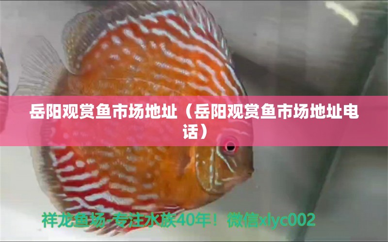 岳陽(yáng)觀賞魚(yú)市場(chǎng)地址（岳陽(yáng)觀賞魚(yú)市場(chǎng)地址電話） 電鰻