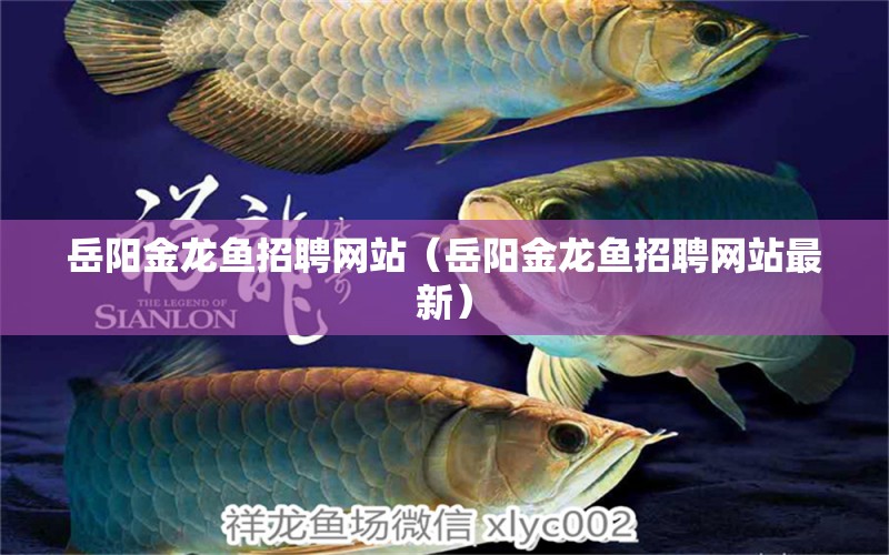 岳陽金龍魚招聘網(wǎng)站（岳陽金龍魚招聘網(wǎng)站最新）