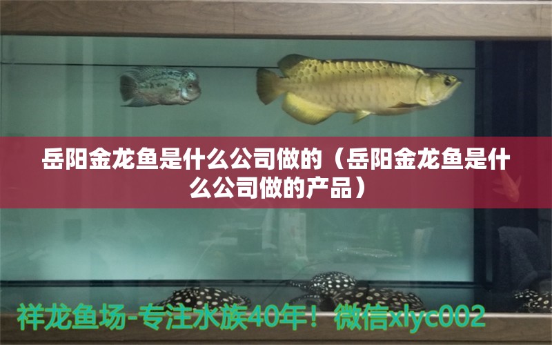 岳陽金龍魚是什么公司做的（岳陽金龍魚是什么公司做的產(chǎn)品）