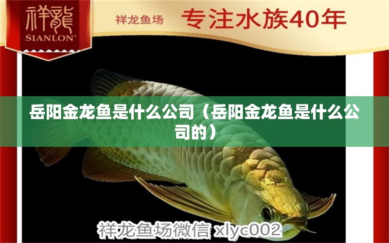 岳陽(yáng)金龍魚(yú)是什么公司（岳陽(yáng)金龍魚(yú)是什么公司的）