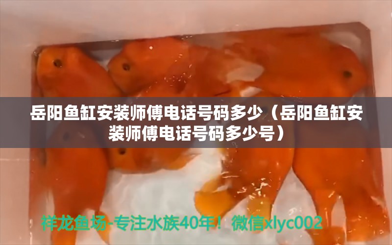 岳陽魚缸安裝師傅電話號碼多少（岳陽魚缸安裝師傅電話號碼多少號） 水族用品