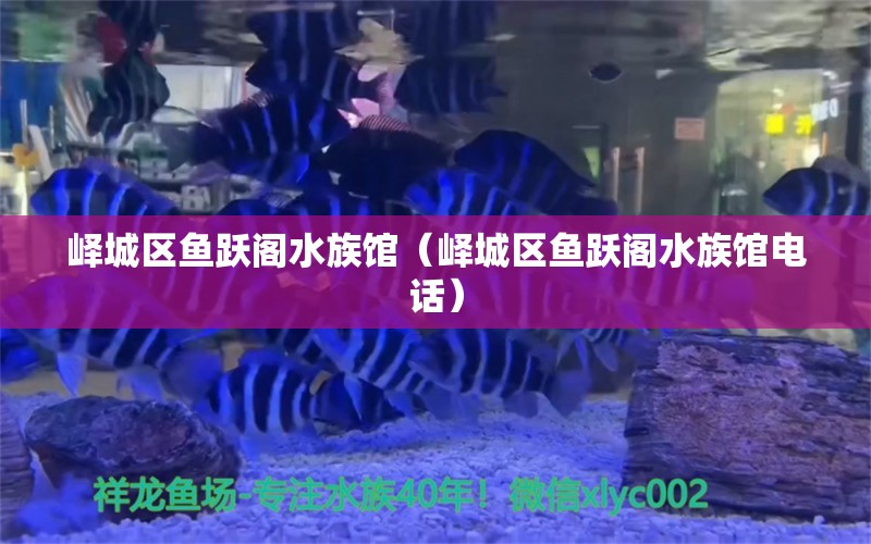 嶧城區(qū)魚躍閣水族館（嶧城區(qū)魚躍閣水族館電話）