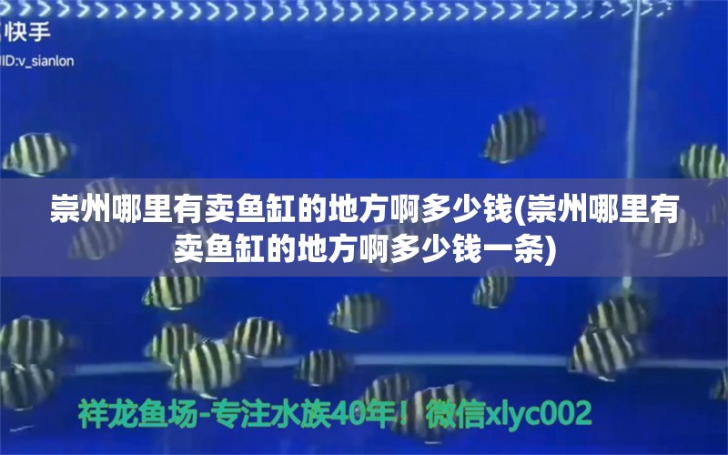 崇州哪里有賣魚缸的地方啊多少錢(崇州哪里有賣魚缸的地方啊多少錢一條)