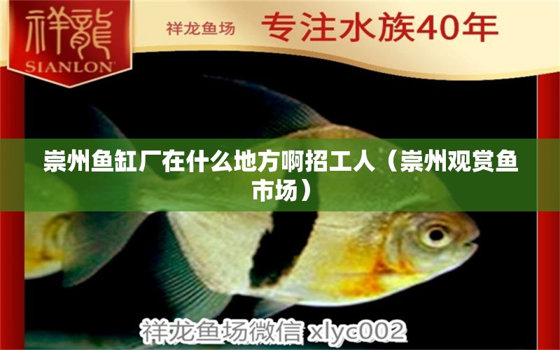 崇州魚缸廠在什么地方啊招工人（崇州觀賞魚市場(chǎng)）