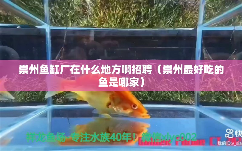 崇州魚缸廠在什么地方啊招聘（崇州最好吃的魚是哪家） 白條過背金龍魚