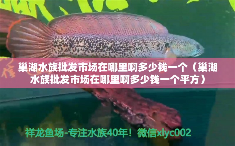 巢湖水族批發(fā)市場在哪里啊多少錢一個（巢湖水族批發(fā)市場在哪里啊多少錢一個平方）