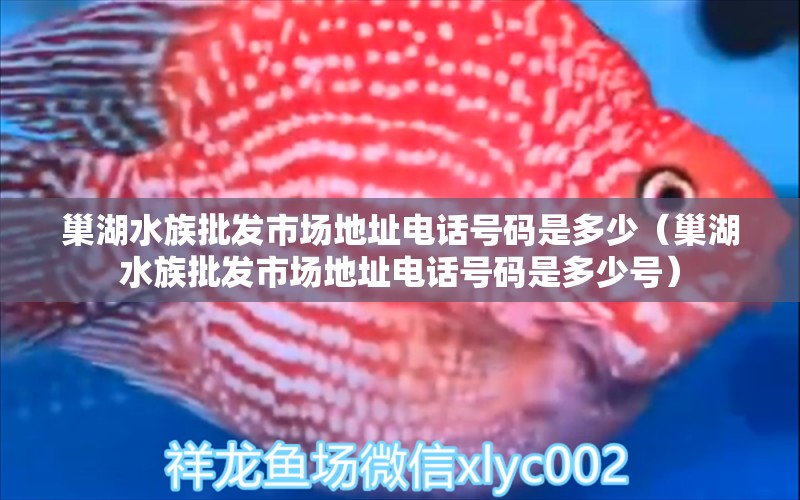 巢湖水族批發(fā)市場地址電話號(hào)碼是多少（巢湖水族批發(fā)市場地址電話號(hào)碼是多少號(hào)） 觀賞魚水族批發(fā)市場