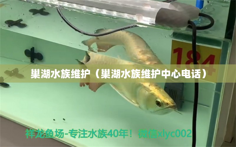 巢湖水族維護(hù)（巢湖水族維護(hù)中心電話）